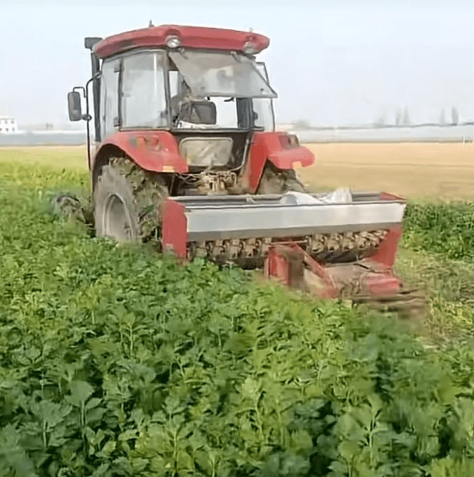 万吨蔬菜滞销 客户来不了供应链断裂