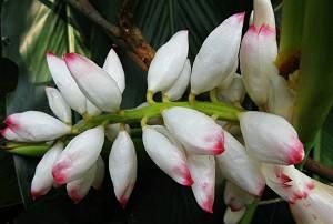 古代的豆蔻年华是多少岁