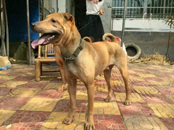 中华田园犬广东分支：数量百万条适应性最强的广东骨嘴沙皮