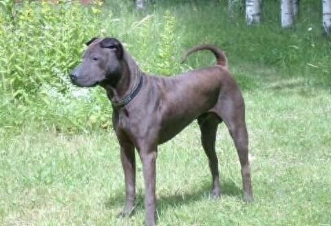 中华田园犬广东分支：数量百万条适应性最强的广东骨嘴沙皮