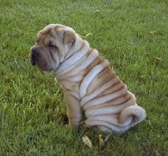 中华田园犬广东分支：数量百万条适应性最强的广东骨嘴沙皮