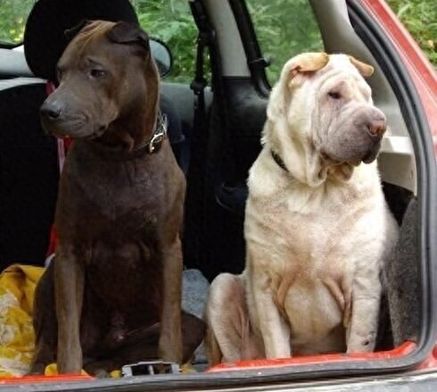 中华田园犬广东分支：数量百万条适应性最强的广东骨嘴沙皮