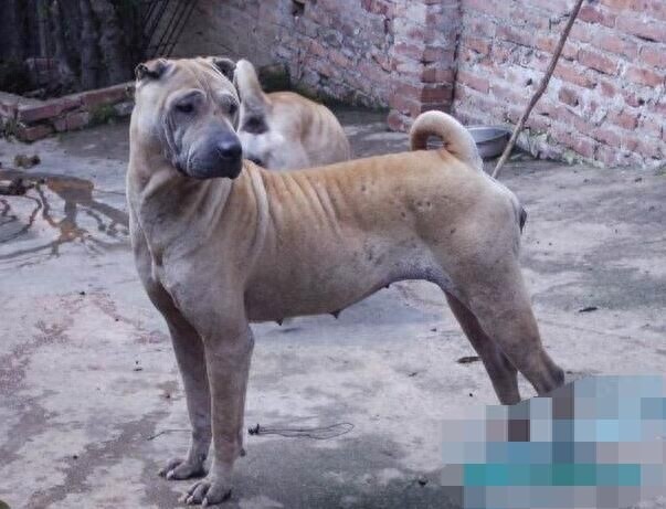 中华田园犬广东分支：数量百万条适应性最强的广东骨嘴沙皮