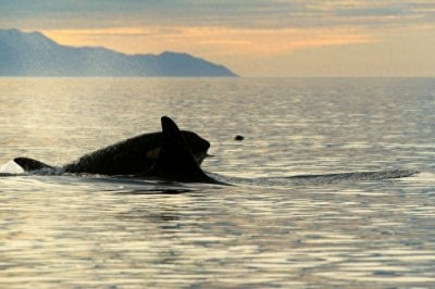 ​大白鲨遭到“杀人鲸”袭击时，为何会一动不动，被撕咬致死？