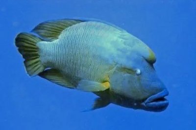 ​有着“拿破仑”之称的一种海洋大型鱼类