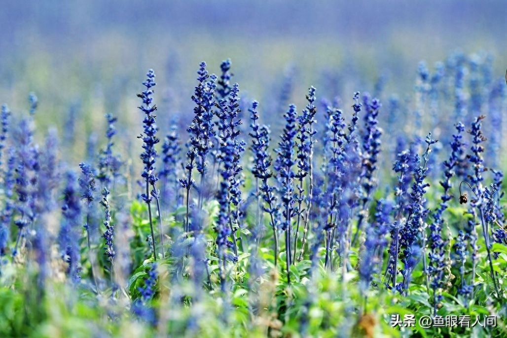 青岛藏马山，深藏一段灵药传说，冬游别有一番情趣