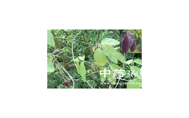 中药栀子对性功能的影响:栀子的功效与主治 中药栀子对性功能的影响:栀子的功效与主治