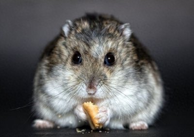 ​求心理阴影面积：你见过仓鼠吃掉同伴吗？