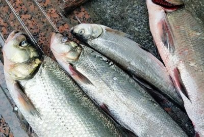 ​翘嘴鱼多少钱一斤市场价2022