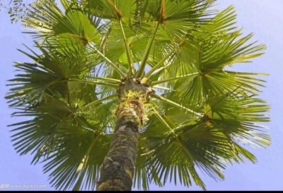 ​贝叶棕，因宗教信仰引种栽培，也是很好的绿化树种