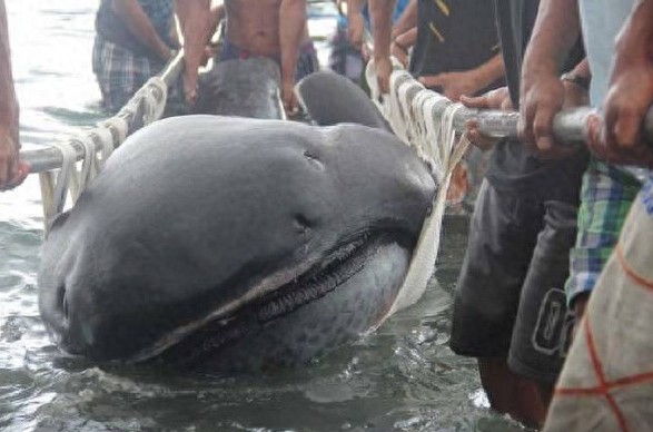 海岸边冲上来一个血盆大口的怪鱼，老人说这叫巨口鲨
