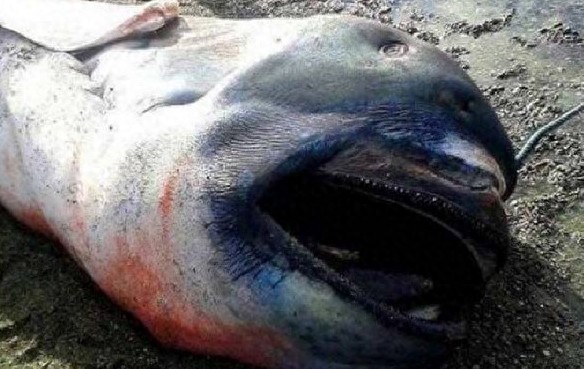 海岸边冲上来一个血盆大口的怪鱼，老人说这叫巨口鲨