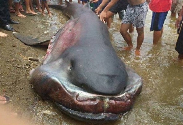 海岸边冲上来一个血盆大口的怪鱼，老人说这叫巨口鲨