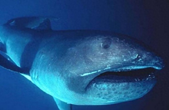 海岸边冲上来一个血盆大口的怪鱼，老人说这叫巨口鲨