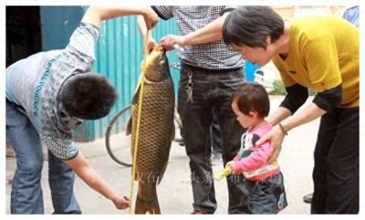 ​“真”的黄河大鲤鱼究竟是个啥？和鲤鱼差别太大了
