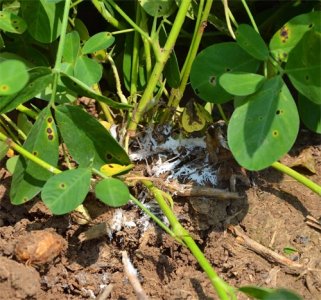 ​防治花生白绢病的特效药，只需苗期提前打一遍，后期基本不发生