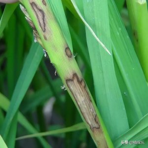 ​噻呋酰胺不仅对水稻纹枯病特效，还能治这些病害呢