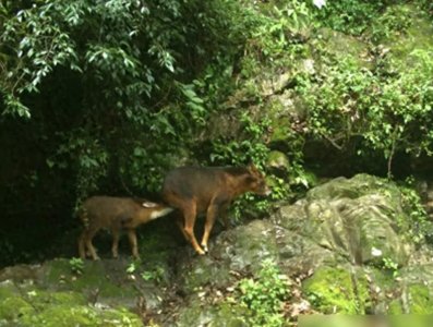 ​云南发现一只红“麒麟”，正在哺乳幼崽