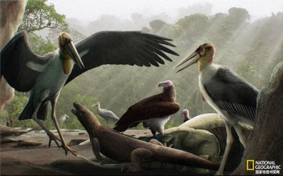​带你了解史前巨鸟的生活