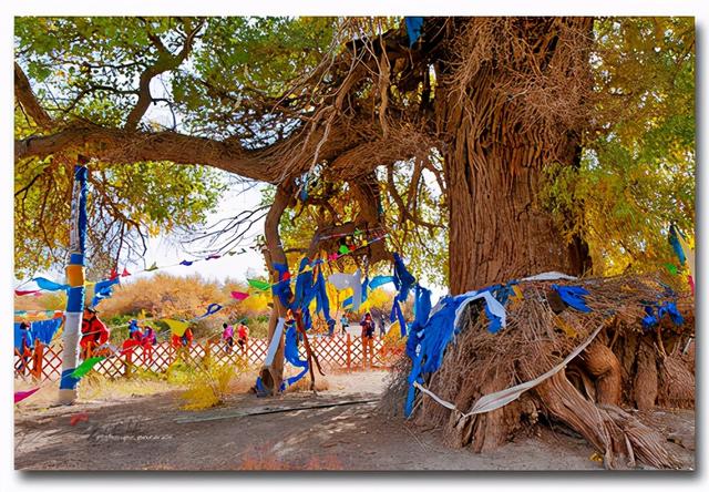 内蒙古阿拉善旅游景点有哪些（内蒙古最后一站）(11)