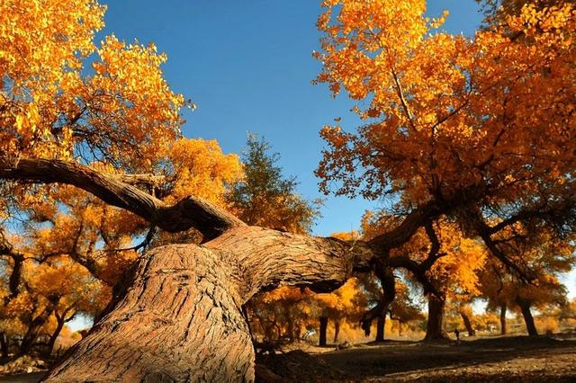 内蒙古阿拉善旅游景点有哪些（内蒙古最后一站）(5)