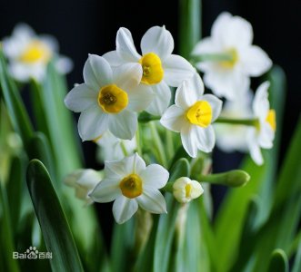 ​天下水仙数漳州——“漳州三宝”水仙花