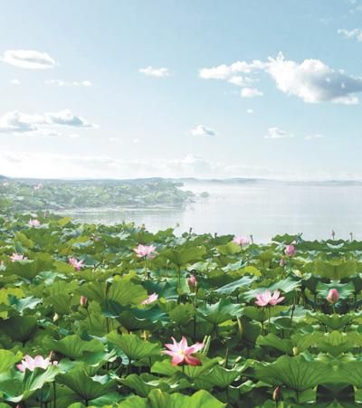 争渡争渡惊起一滩鸥鹭的原文_争渡争渡惊起一滩鸥鹭的画面描写-第1张图片-