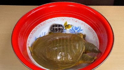 ​教你做甲鱼，每一步都很详细，以后就是你的拿手菜