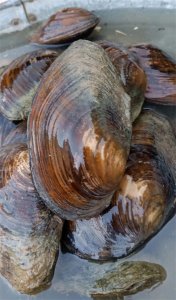 ​为啥没人吃河蚌了？吃了河蚌有啥危害？听我说说！