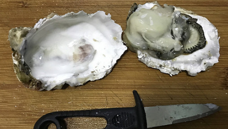 生蚝的做法蒸几分钟,生蚝要蒸多久才能蒸熟图4