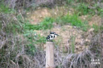​你知道斑鱼狗是什么物种吗 奇特又罕见它叫