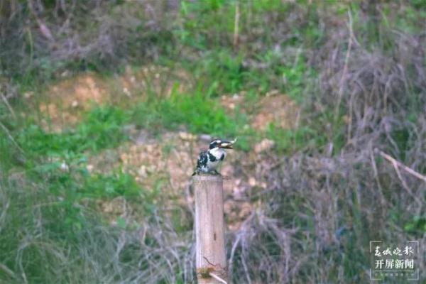 你知道斑鱼狗是什么物种吗 奇特又罕见它叫(3)
