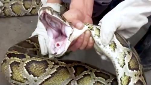 40斤巨蟒藏身天花板10年，网友调侃：商场里老鼠报的警吧？