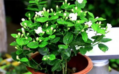 ​茉莉花的养殖方法和注意事项有哪些