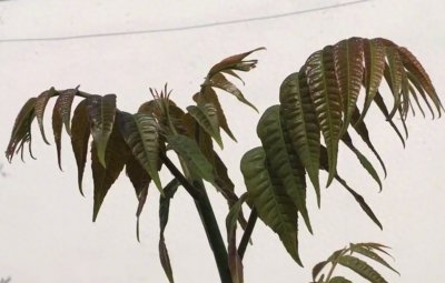 ​香椿芽最好吃的两种做法，鲜香可口又营养，抗菌消炎提高免疫力