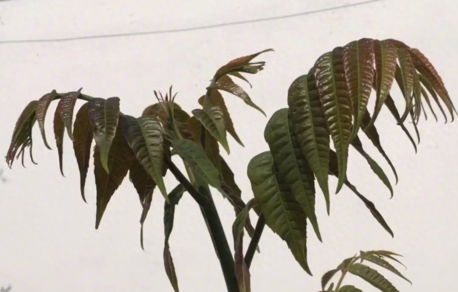 香椿芽最好吃的两种做法，鲜香可口又营养，抗菌消炎提高免疫力