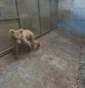 ​江苏一野生动物园内小熊骨瘦嶙峋，被质疑虐待动物，园方：熊都饲养得很好