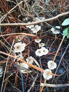 ​云南野蘑菇拾趣•鸡枞花