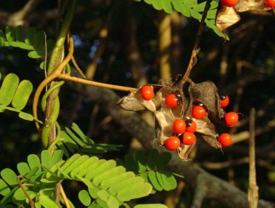 ​相思子是一种怎样的植物？